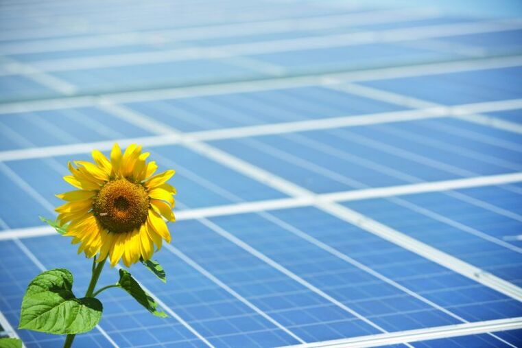 tournesol et panneaux solaires pour économiser l'énergie
